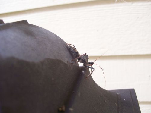 Insect-nameless-copie-1.jpg