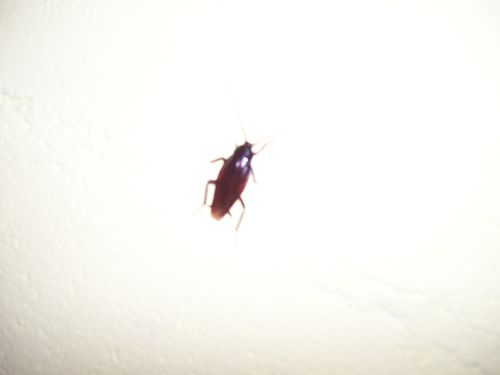 Roach.JPG