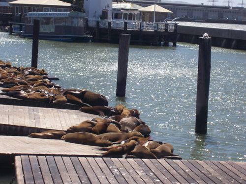 Sea Lions (1)