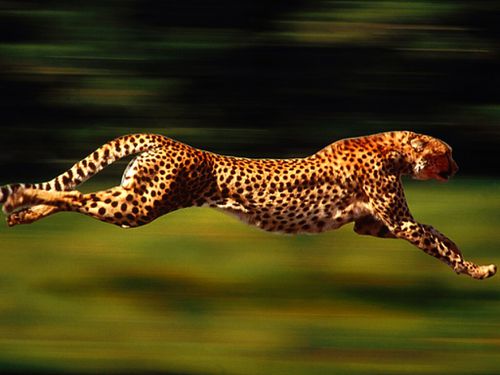 fond-ecran-guepard-cheetah-1.jpg
