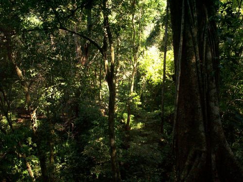 La-foret-Selva-Lacandona.jpg
