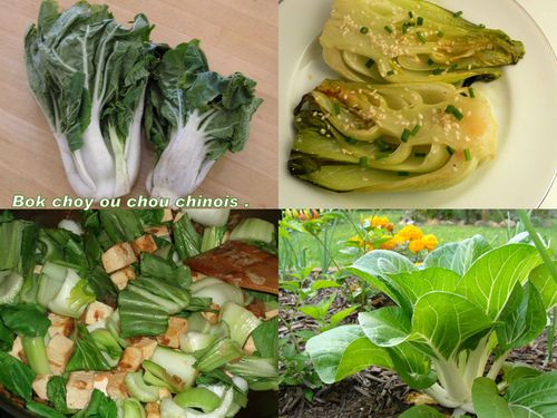bok-choy.jpg