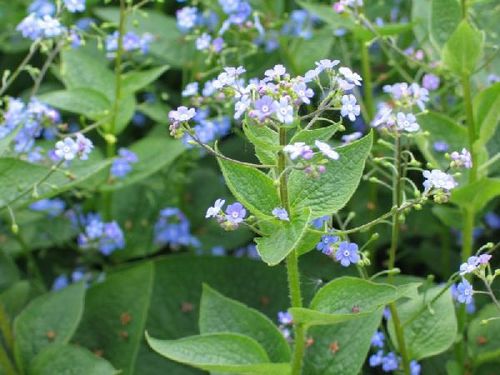 petites_fleurs_bleues.jpg