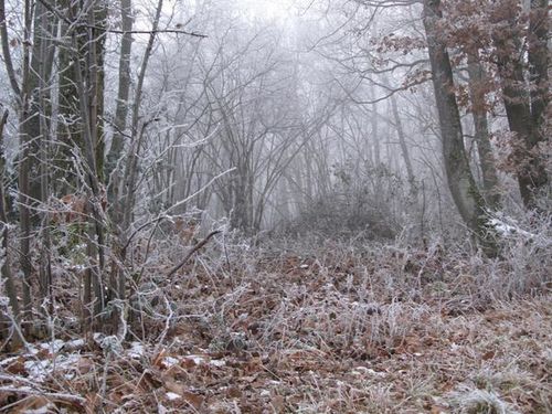 Givre-dans-la-foret.jpg
