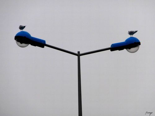 mouette.jpg
