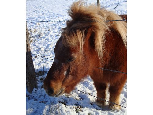 poney punk