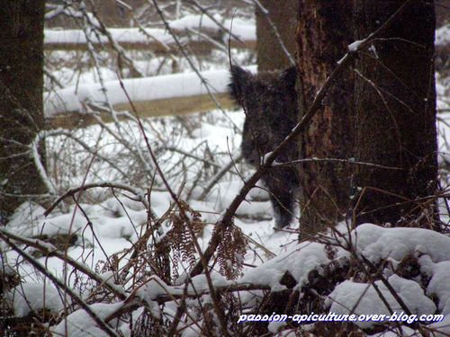 Sanglier (1)