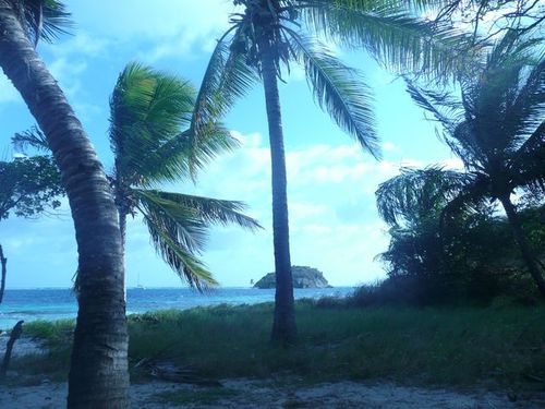 tobago ilot plage palmiers et vue sur ilot en face