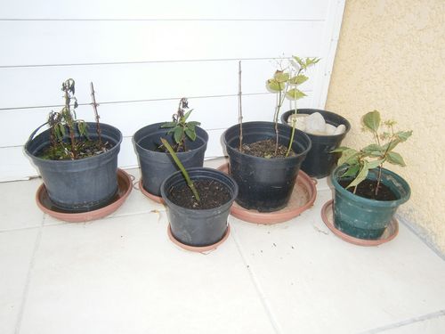 boutures juin 2012 bis