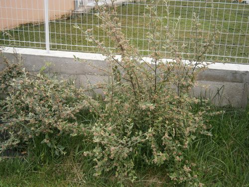 cotoneaster en fleurs