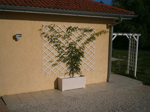 glycine-juillet-2012.jpg