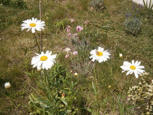 marguerites juin 2012