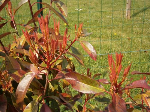 pousses-photinia-25-mars-2012.jpg