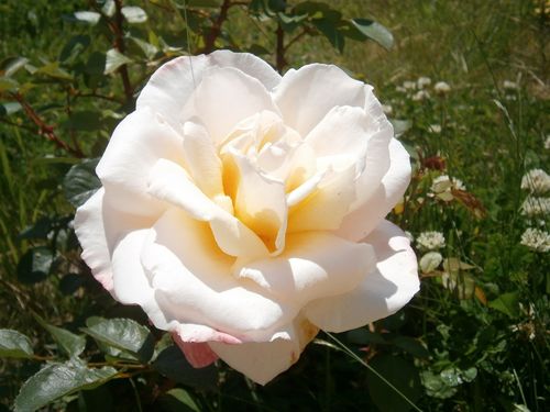 rose laetitia fin mai 2012
