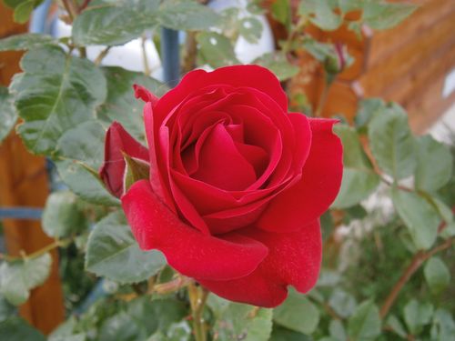 rosier grimpant juin 2012 ter
