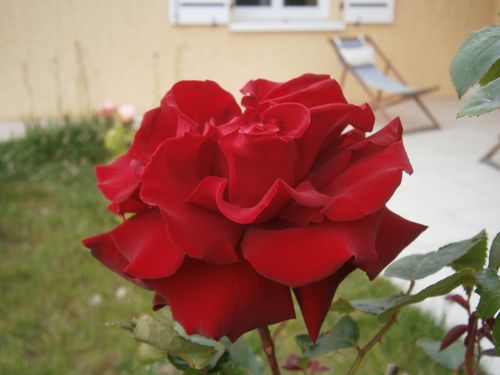 rosier tige 2 juin 2012