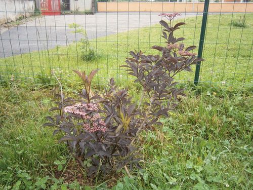 sambucus black beauty mai 2012