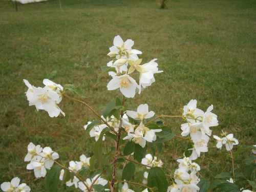 seringat fleurs fin mai 2012