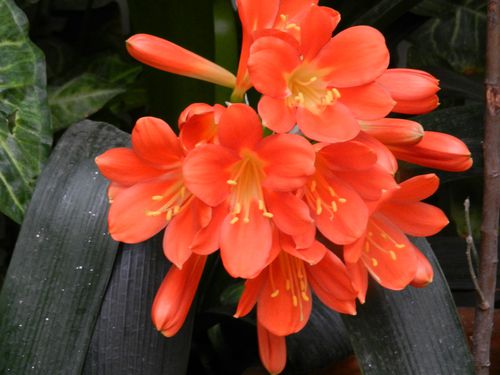 fleur d'Amarylis