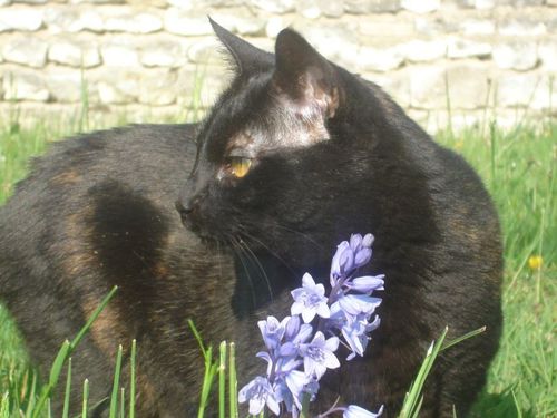 Doudou fleur bleue