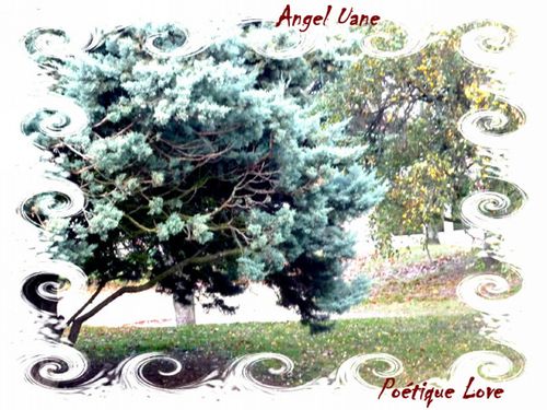 copi-arbre-d-aut-AU.jpg