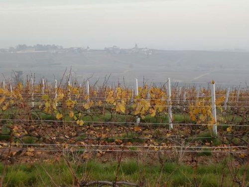 2011-11-20-Rando.Beaujolais-Fleurie 011