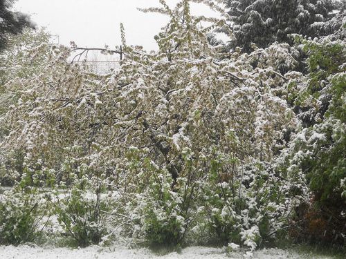 neige et arbres fruitiers 27-4-13