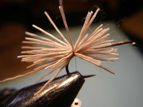elk 1