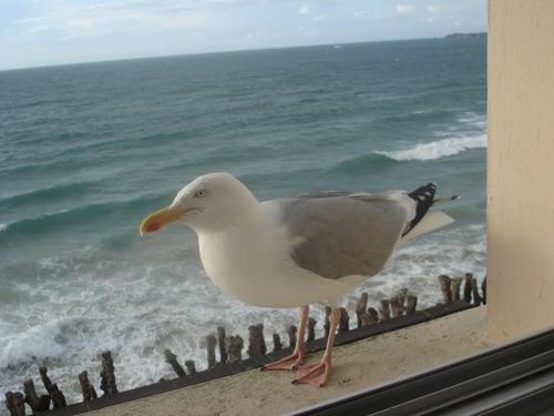 mouette.jpg