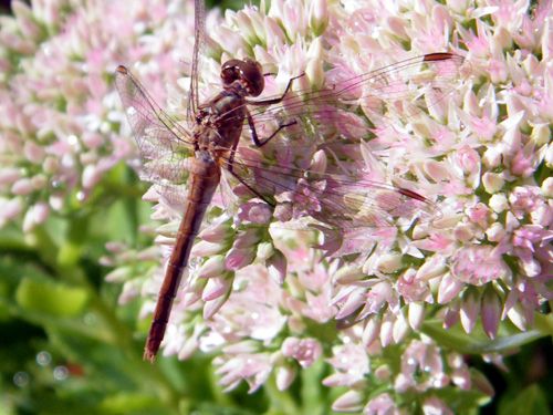 sympetrum-sp sympetrum-sp