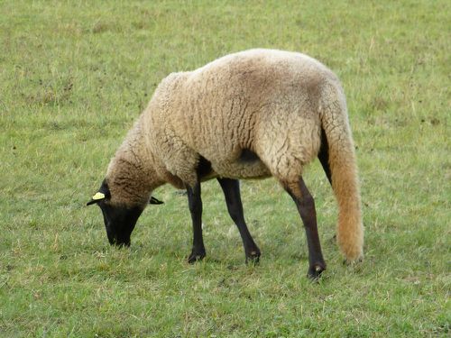 rencontre haute loire