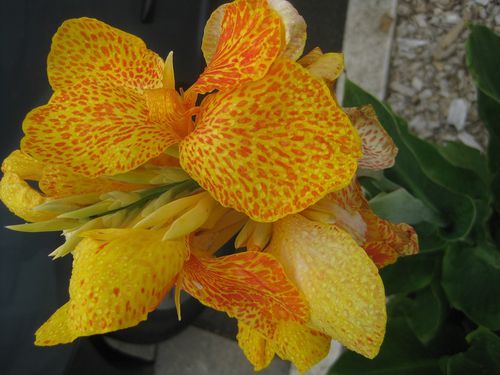 fleur de Canna