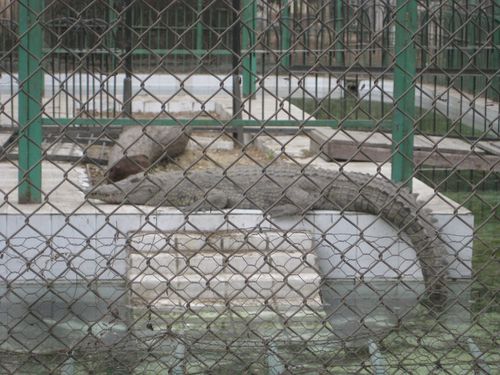 Zoo crocodile