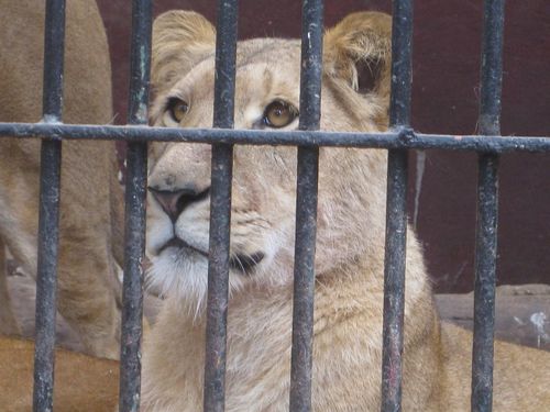 Zoo lionne