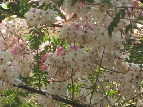 ARBRE EN FLEURS