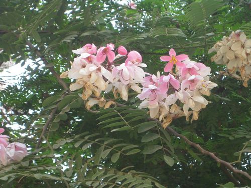 ARBRE EN FLEURS1