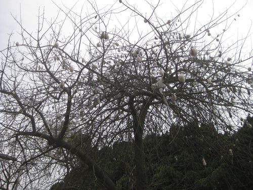 Arbre à coton