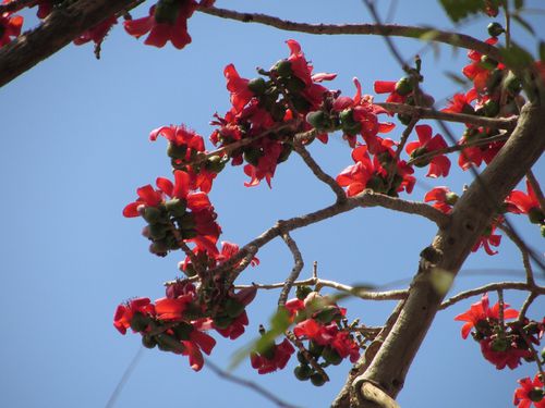 Fleurs rouges