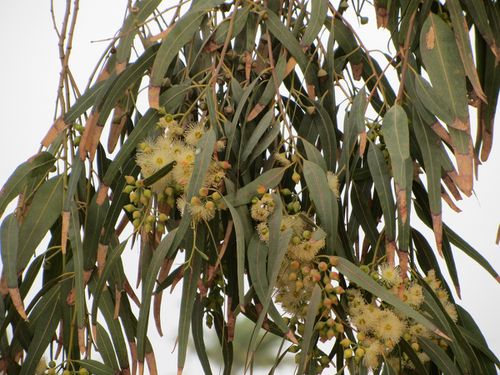 eucalyptus fleur