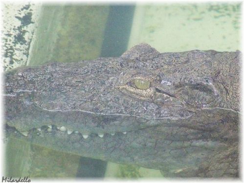 crocodile-du-nil.jpg