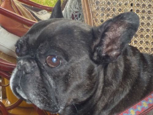 Bouledogue français assis sur une chaise