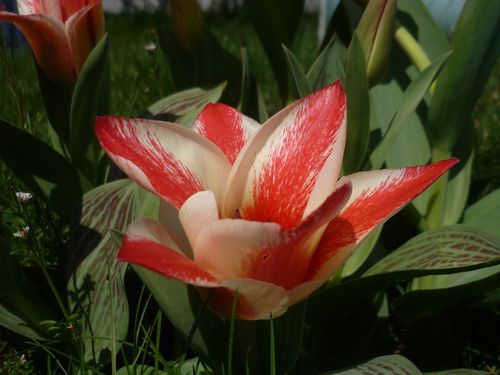 Fleur 5