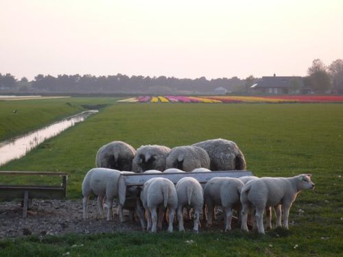texel (20)