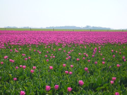 texel (32)