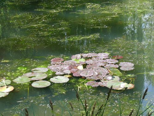 giverny07471.jpg