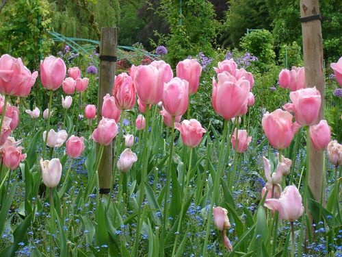 giverny07606.jpg