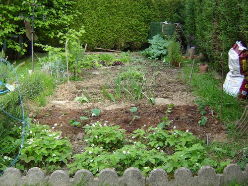 potager07644.jpg
