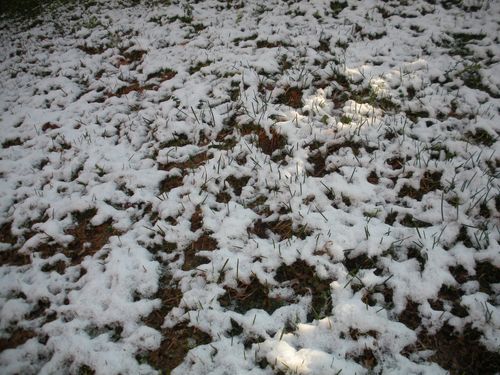 Dernière neige à Lyon