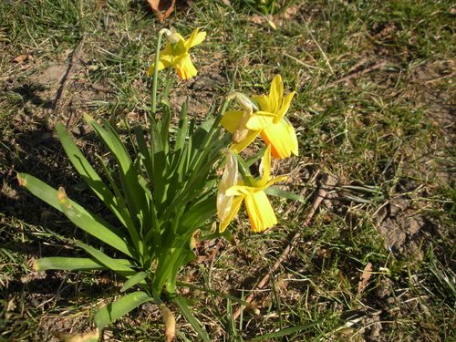jonquilles à Perrache