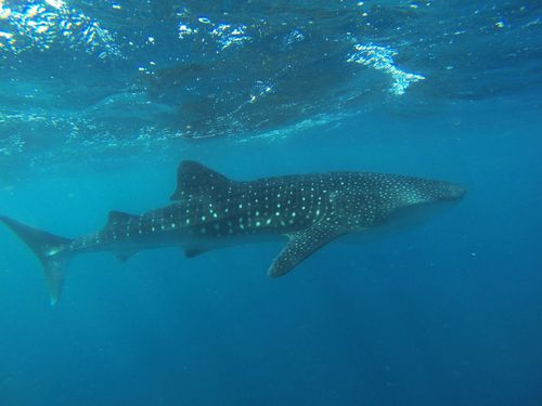 swimming with whale sharks exmouth (39)